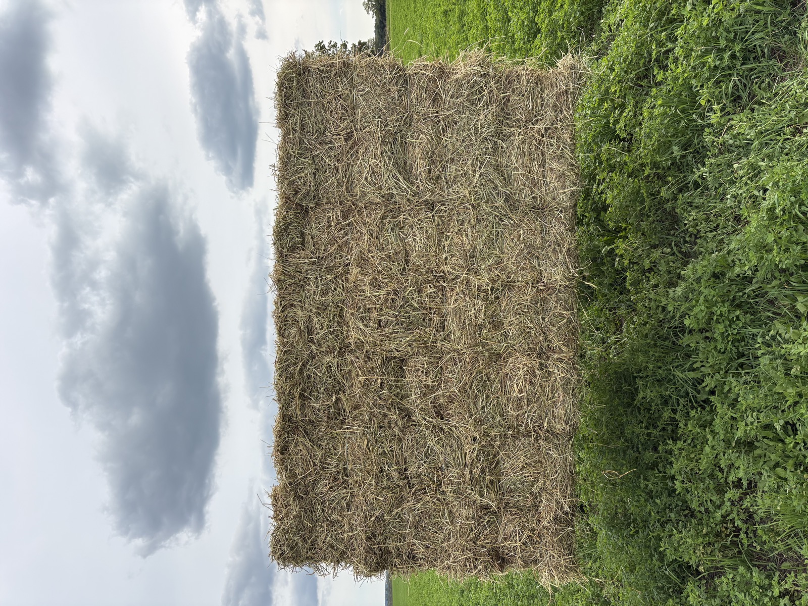 Front view of a hay bundle in the field