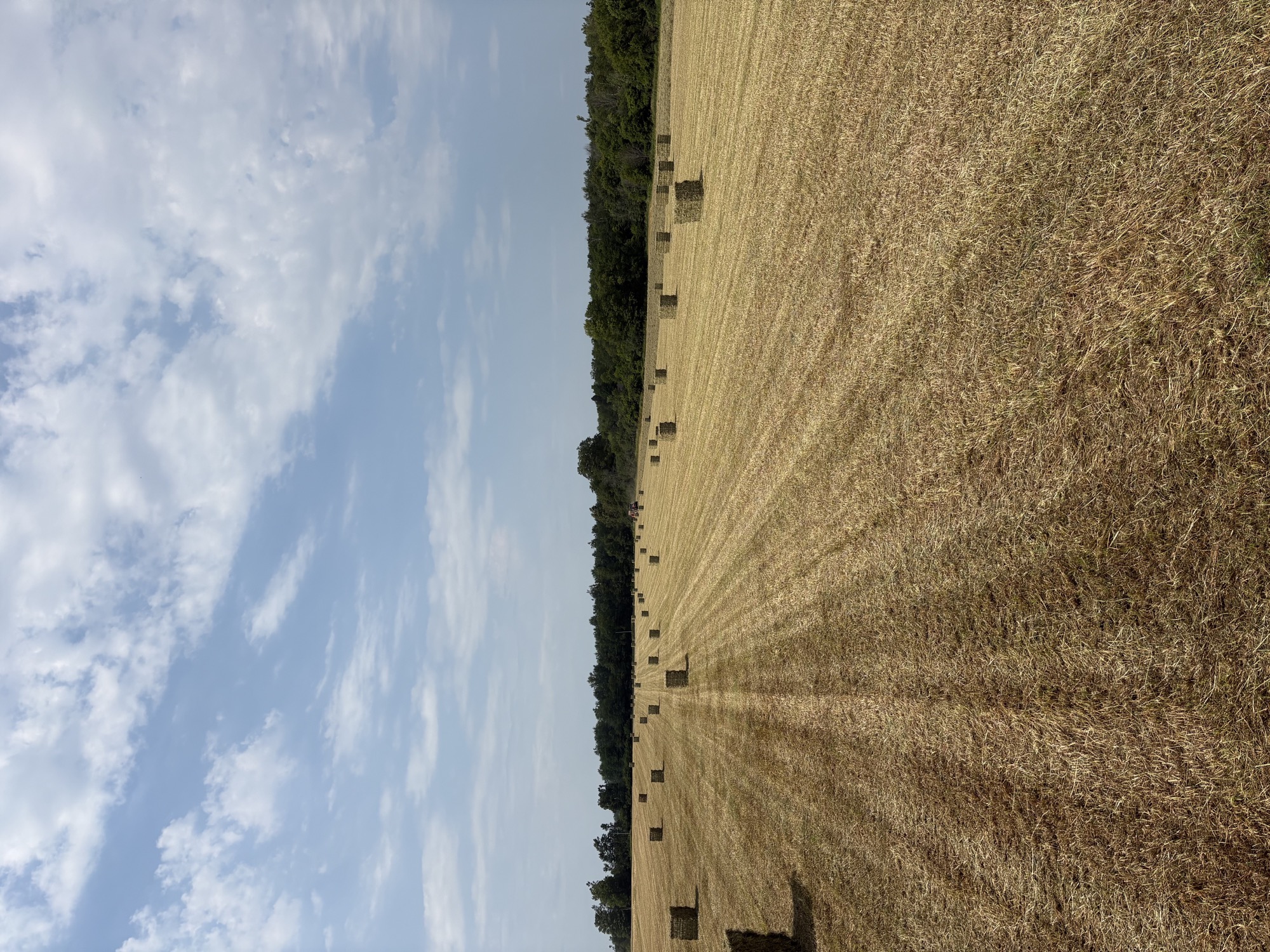 Hay bundles across a harvested HAY 365 field